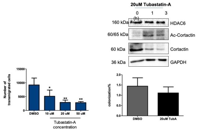 La inhibición de HDAC6 por Tubastatin-A induce la acetilación de cortactina, y disminuye significativamente la capacidad transmigratoria y de colonización de médula ósea de células de LLA-B.