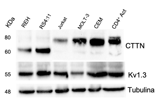 En las líneas celulares B y T encontramos tanto CTTN como el canal Kv1.3, esencial en el ciclo celular.