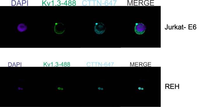 En ensayos de inmunofluorescencia el canal Kv1.3 se localiza en regiones muy particulares en las líneas celulares Jurkat E6 (LLA-T) y REH (LLA-B).