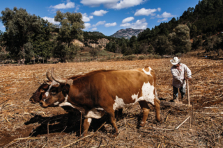 Fotografía de un campesino arando la tierra