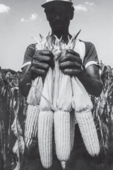 Fotografía en blanco y negro de un campesino sosteniendo mazorcas de maíz recién cortadas.