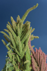 Fotografía de inflorescencias de la planta de amaranto