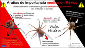 3. Arañas De Importancia Médica