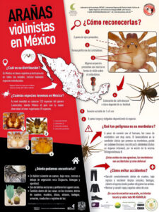 4. Arañas Violinistas En México 2