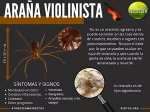 5. Arañas Violinistas En México 3