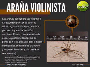 7. Arañas Violinista En México 4